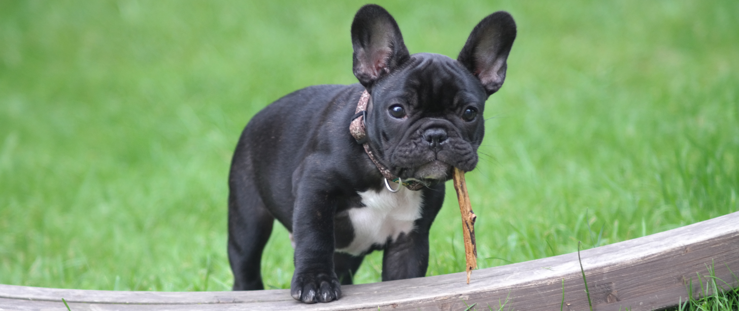 THINGS I WISH I KNEW BEFORE GETTING A FRENCH BULLDOG