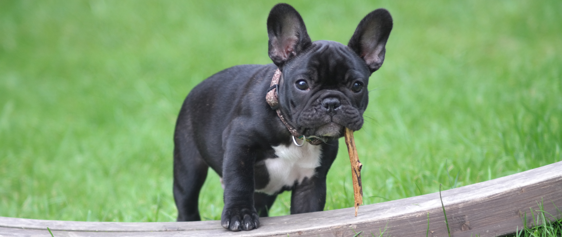 THINGS I WISH I KNEW BEFORE GETTING A FRENCH BULLDOG