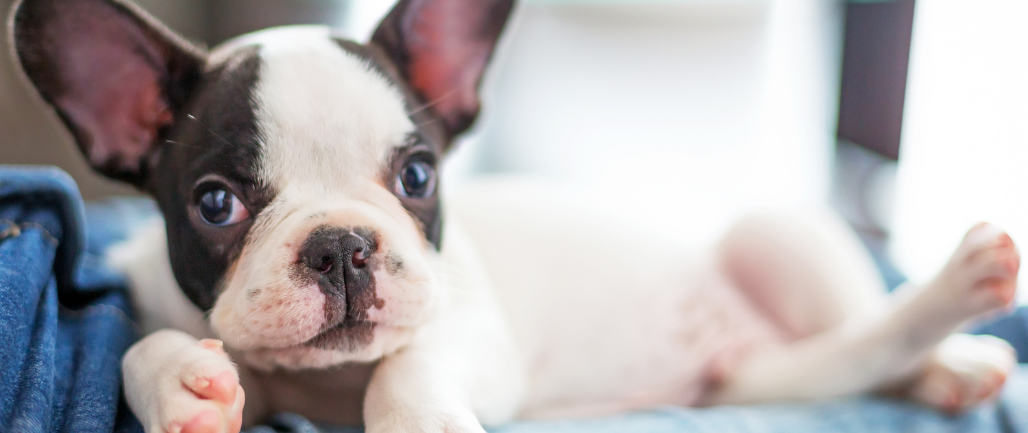 PREPARING FOR YOUR NEW FRENCH BULLDOG PUPPY