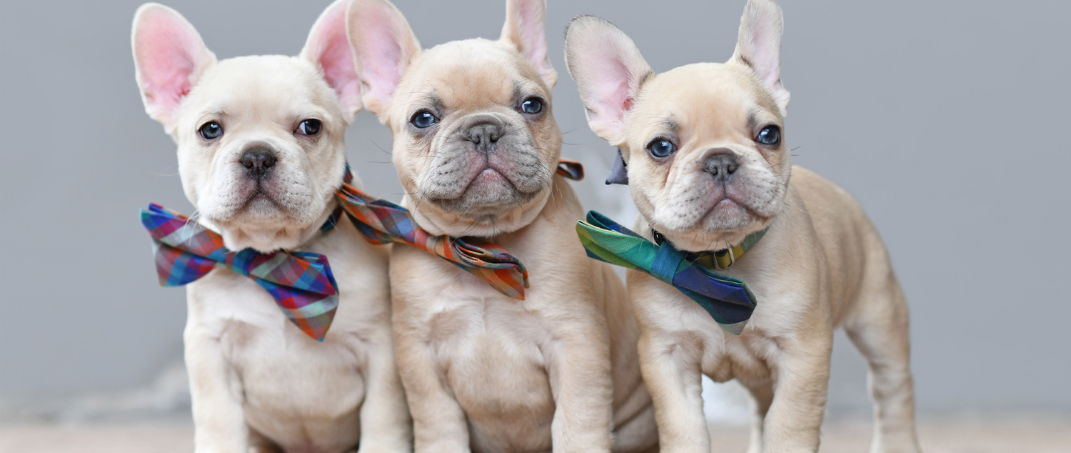 3 UNKNOWN FACTS ABOUT FRENCH BULLDOGS